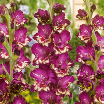 Gladioli Colour Club - 100 Bulbs