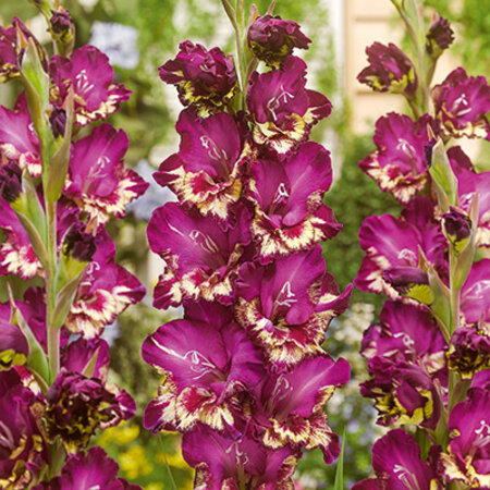 Gladioli Colour Club - 100 Bulbs - Summer Flowers / Bulk pack Buy?