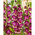 Gladiolen Colour Club - 100 Blumenzwiebeln