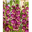 Gladioli Colour Club - 100 Bulbs - Summer Flowers / Bulk pack Buy?