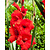 Gladioli Oscar - 100 Bulbs