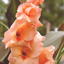 Gladiolen peter Pears - 100 Bollen