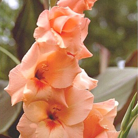 Gladioli peter Pears - 100 Bulbs - Salmon Colour - Bulk Pack Buy?