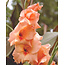 Gladioli peter Pears - 100 Bulbs - Salmon Colour - Bulk Pack Buy?