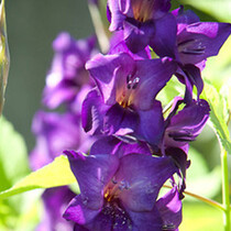 Gladioli Purple Flora - 100 Bulbs