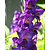 Gladioli Purple Flora - 100 Bulbs