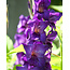 Gladioli Purple Flora - 100 Bulbs - Buy Gladioli Bulk Pack?