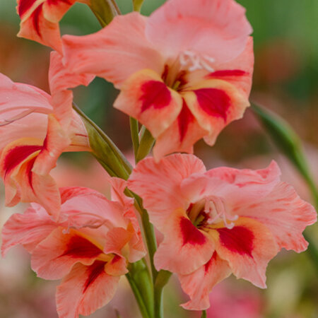 Gladioli Nanus Nathalie - 100 Bulbs Cheap Online - Garden-Select.com