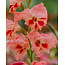 Gladioli Nanus Nathalie - 100 Bulbs Cheap Online - Garden-Select.com