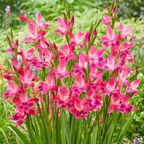 Gladioli Vulcano - 100 Bulbs
