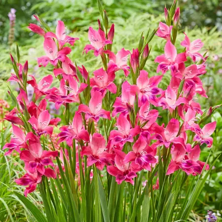 Gladioli Vulcano - 100 Bulbs Buy Online? - Large pack Miscellaneous Gladioli