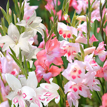 Gladioli Nanus Mix - 100 Bulbs