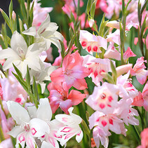 Gladioli Nanus Mix - 100 Bulbs