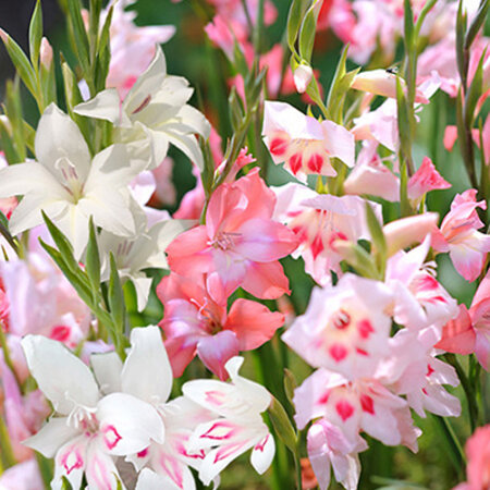 Gladioli Nanus Mix - 100 Bulbs - Beautiful For In A Pot - Garden-Select.nl