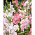 Gladioli Nanus Mix - 100 Bulbs