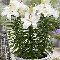 Lily Gwen - 50 Blumenzwiebeln