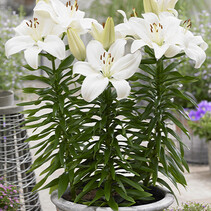 Lily Gwen - 50 Blumenzwiebeln