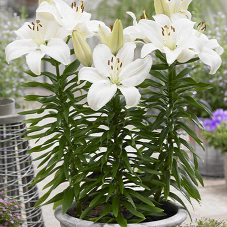 Lily Gwen - 50 Blumenzwiebeln / Großpackung Blumenzwiebeln / Schnäppchenpreise