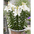 Lily Gwen - 50 Bulbs