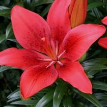 Lily Happy Heart - 50 Bulbs