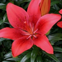 Lily Happy Heart - 50 Bulbs