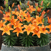 Lily Abbeville's Pride - 50 Blumenzwiebeln