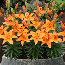 Lelie Abbeville's Pride - 50 Bollen