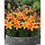 Lily Abbeville's Pride - 50 Blumenzwiebeln