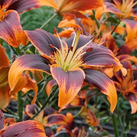 Lily Forever Susan - 50 Bulbs - Large pack - Buy Asian Lilies ?
