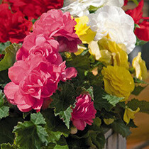 Begonia Grandiflora Mix - 25 Bollen