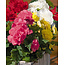 Begonia Grandiflora Mix - Buy Large-Size Begonia Tubers? - Garden-Select.com