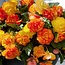 Begonia Cascade Sunray - 25 Bulbs - Order Bulk Bulk Bulbs Online