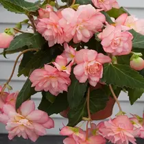 Begonia Cascade Florence - 25 Bollen