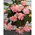 Begonia Cascade Florence - 25 Bulbs