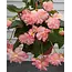 Begonia Cascade Florence - 25 Blumenzwiebeln - Qualitätsblumenzwiebeln zu scharfen Preisen!