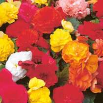 Begonia Non Stop Mix - 25 Bulbs