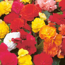 Begonia Non Stop Mix - 25 Bulbs