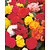 Begonie Non Stop Mix - 25 Blumenzwiebeln