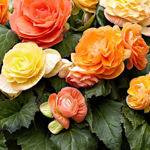 Begonia Pastel Compacta Mix - 25 Bulbs