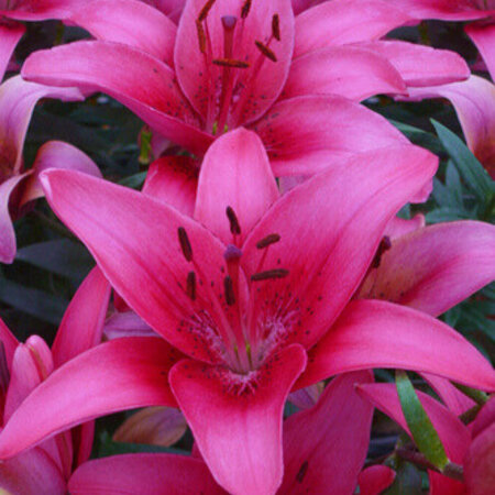 Lily Pink County - 50 Bulbs - Buy Beautiful Purple Lilies? Mass is cash! Garden Select