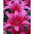 Lily Pink County - 50 Bulbs