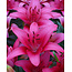Lelie Pink County - 50 Bollen - Fraaie Paarse Lelies Kopen? Massa Is Kassa! Garden Select