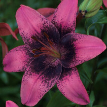 Lily Purple Dream - 50 Bulbs