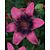 Lily Purple Dream - 50 Bulbs