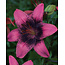 Lily Purple Dream - 50 Bulbs - Buy Beautiful Lilies Online? Garden-Select.com