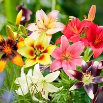 Lily Asian Mix - 50 Bulbs