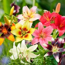 Lily Asian Mix - 50 Bulbs