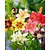Lily Asian Mix - 50 Bulbs