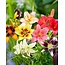 Lily Asian Mix - 50 Bulbs - Buy Exotic Flower Bulbs? - Garden Select