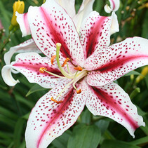 Lily Dizzy - Neu - 50 Blumenzwiebeln